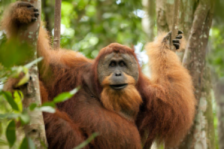 Intensive Orang Utan Safari mit Komodo image