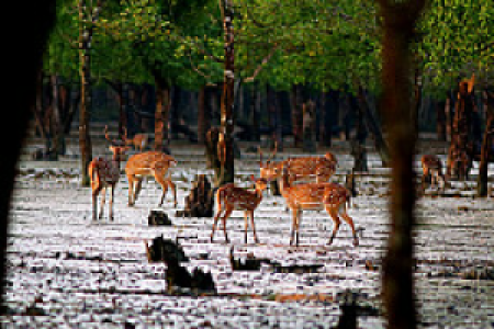 Sundarbans-Nationalpark