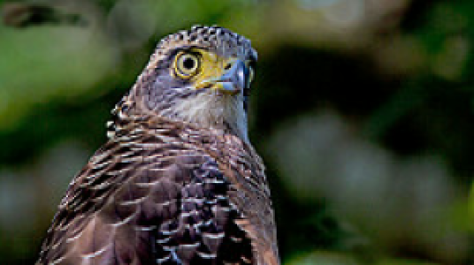Tabin Wildlife Reserve