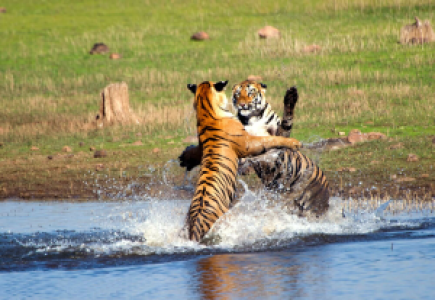 Indien Safari Nashörner, Elefanten und Tiger image