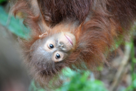 Indonesien: Orang-Utans und Riesendrachen image
