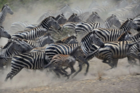 Tansania Safari zur Beobachtung der Gnukalbung in dere Serengeti image