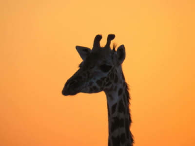 Ruaha