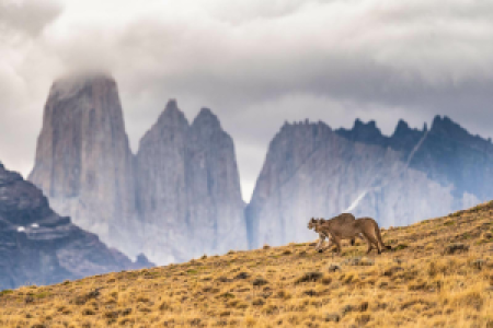 Torres del Paine display image