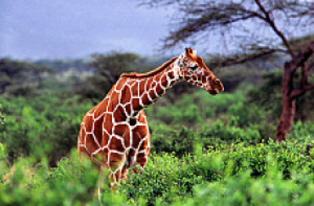 Tsavo West
