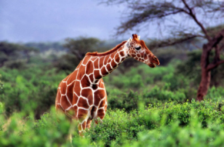 Tsavo West display image