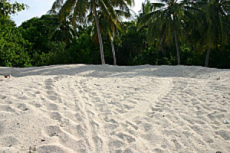 Turtle Island