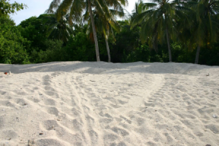 Turtle Island display image