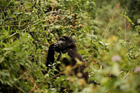 Uganda Vulkan-Tour
