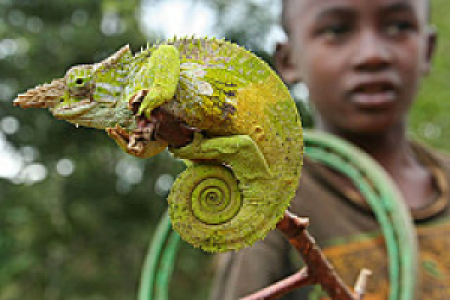 Usambara Berge