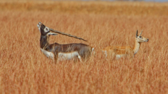 Velavadar-Nationalpark display image