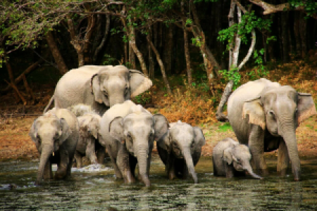 Wilpattu Nationalpark display image