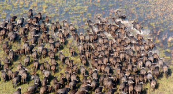 Uganda Gorilla-Tour für den kleinen Preis image