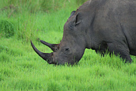 Ziwa Rhino Sanctuary