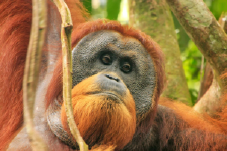 Bukit Lawang Trekking