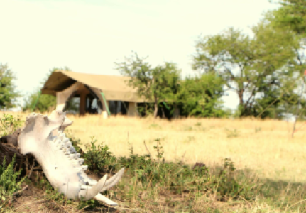 Kimondo Mara Camp