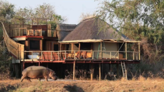 Lion Camp