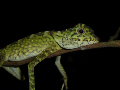 Tabin Wildlife Reserve image