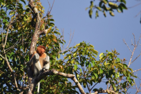 Kinabatangan Sukau image