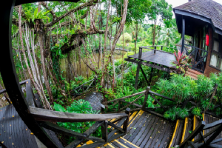 Sepilok Orang Utang Center image