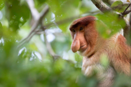 Zu Besuch bei den Zwergelefanten von Borneo image