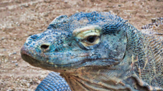 Die Riesendrachen von Komodo image