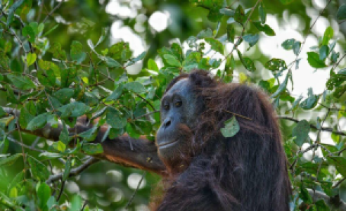 Rückflug nach Jakarta image