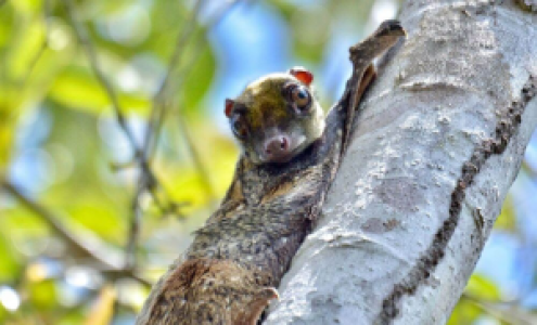 Sabah, Land der Winde image
