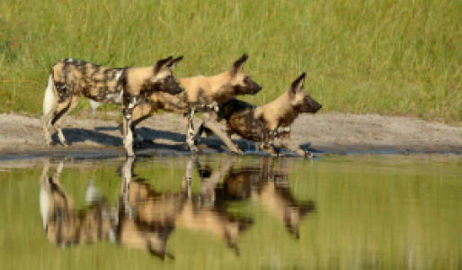 Ihr Ruf ist Legende: die Savuti Marsh image
