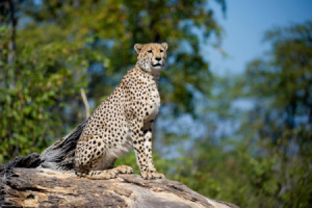 Elefanten gegen Löwen: Savuti image