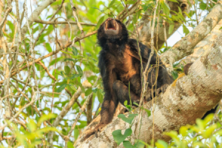 Die Metrope im Dschungel image