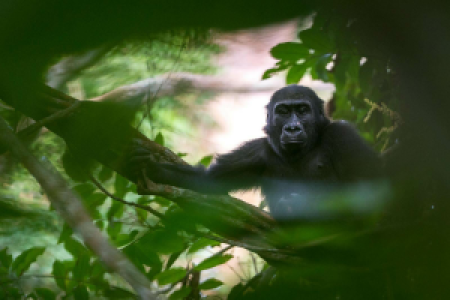 Gorillatrekking in Mondika image