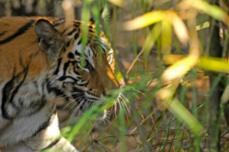 Der beste Nationalpark Indiens image