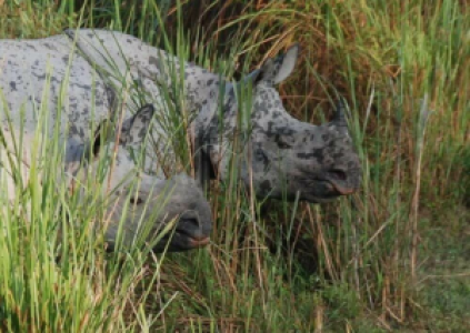 Panzernashörner und Tiger Seite an Seite image