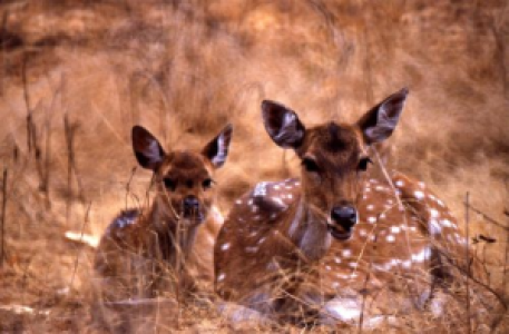 Abseits der ausgetretenen Pfade im Panna Nationalpark image