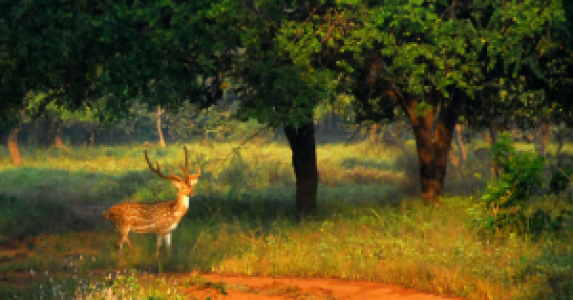 Shergahr und Baloo im Schatten riesiger Salbäume image