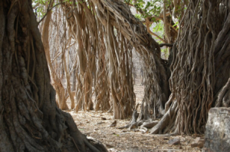 Ranthambore Nationalpark image