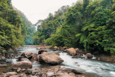 Abenteuer Tubing Bukit Lawang image