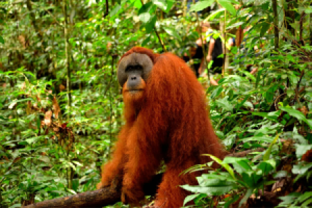 Trekking im Dschungel von Gunung Leuser image