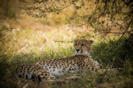Die Mara image