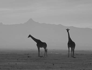 Samburu: Erdwölfe und die seltenen Kreaturen des Norden Kenias image