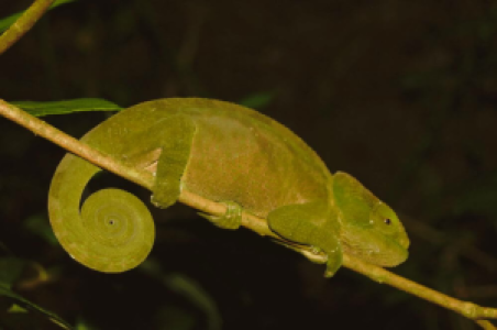 Ab ins Chamäleonland image