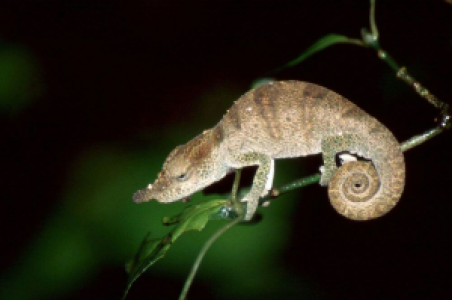 Wir tauchen in den Urwald ein image