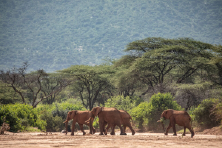 Elefanten im Überfluss am Fuße des Kilimanjaros image