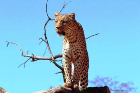 Die Großkatzen von Okonjima image