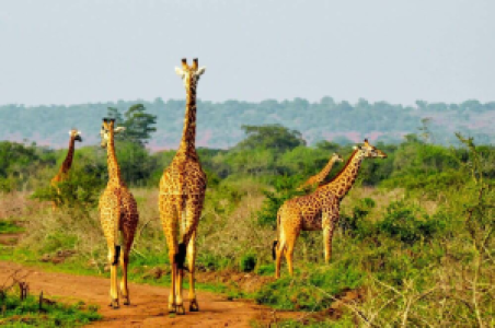 Aufwiedersehen Ruanda image