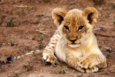 Das Tal des Luangwa image