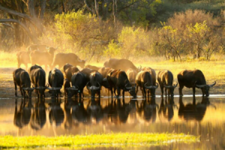 Hwange Nationalpark image