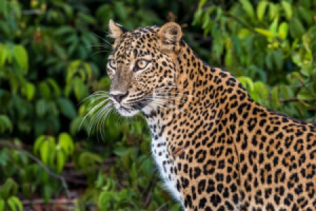 Die Leoparden von Yala image