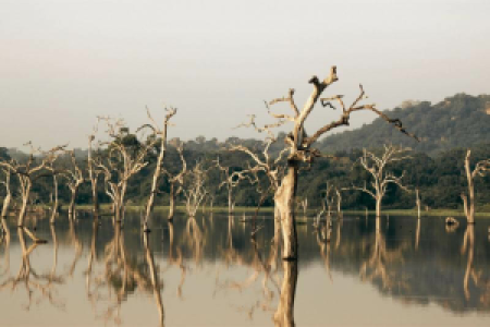 Im Gal Oya Nationalpark image